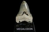 Serrated, Fossil Megalodon Tooth - Aurora, North Carolina #179727-2